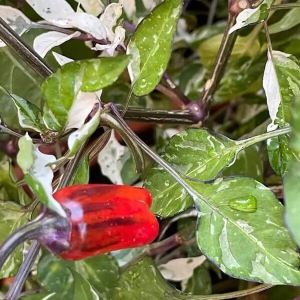 Anguria Pepper Anguria Pepper